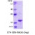 SDS-Page: Superoxide Dismutase 1 Protein [NBC1-18544] - SOD1, 15.9 kDa (154 aa) , confirmed by MALDI-TOF with a purity of 95% by SDS - PAGE